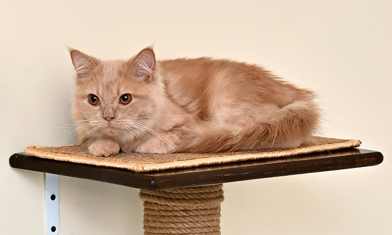 Cat Wall Shelf